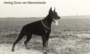 Hertog Dona van Manensheide Hertog Dona van Manensheide