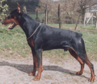 Danny von der Horringhauser Höh Danny von der Horringhauser Höh