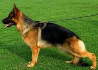 dog image background
