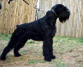 Gentleman von der Frankenfurt Gentleman von der Frankenfurt