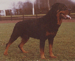Igor vom Kastanienbaum Igor vom Kastanienbaum