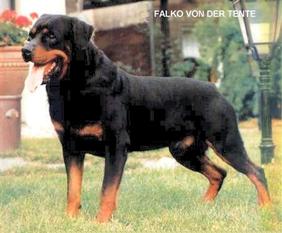 Falko von der Tente Falko von der Tente