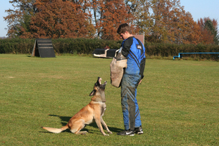 Bandit vom Wolfsprung Bandit vom Wolfsprung