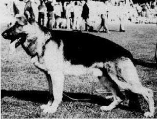 Dax von der Wienerau Dax von der Wienerau