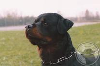Arko (ENCI/LOI 01/128422)