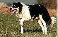 Jaff of Thurnhof Jaff of Thurnhof