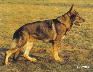 Zorro vom Laager Wall Zorro vom Laager Wall