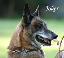 Joker von den Zwei M Joker von den Zwei M