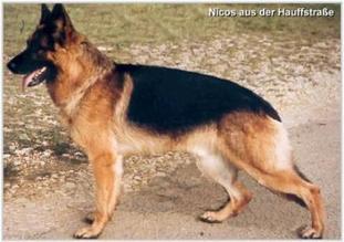 Nicos aus der Hauffstraße Nicos aus der Hauffstraße