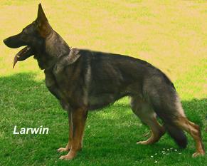 Christa vom Haus Larwin Christa vom Haus Larwin