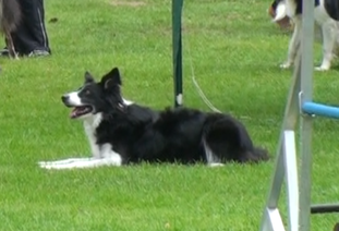 Delia von der Schellenwiese Delia von der Schellenwiese