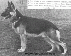 Chicko von Gut Friedburg Chicko von Gut Friedburg