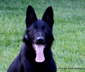 Rick von Haus Heldmann Rick von Haus Heldmann