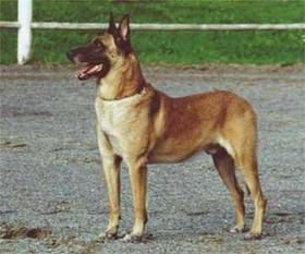 Balou von der Wautz Balou von der Wautz