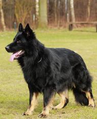Pollux vom Sulzachgrund Pollux vom Sulzachgrund