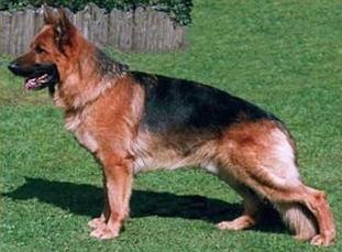 Athos vom Hambachtal Athos vom Hambachtal