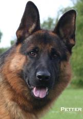 Rocco vom Walzer Ursprung Rocco vom Walzer Ursprung