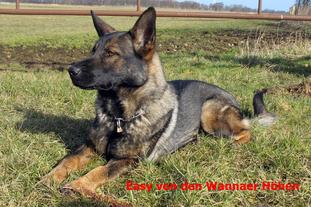 Easy von den Wannaer Höhen Easy von den Wannaer Höhen