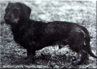 Odyn von der Mardereiche Odyn von der Mardereiche