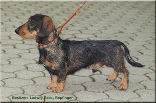 Bastian von Rauhenstein Bastian von Rauhenstein