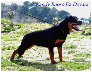 Xandy Buoso da Dovara Xandy Buoso da Dovara