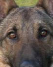 Günter Wolf