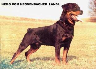 Nemo vom Hegnenbacher Landl Nemo vom Hegnenbacher Landl
