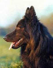 Castor van de Loysdervelde Castor van de Loysdervelde