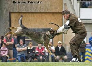 Hasko vom Waldwinkel Hasko vom Waldwinkel