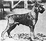 dog image background