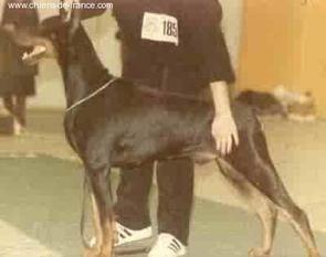 Doberhill Black Andy Doberhill Black Andy