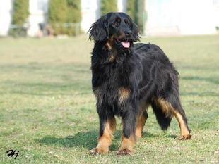 Roxy von der Hausbergkante Roxy von der Hausbergkante
