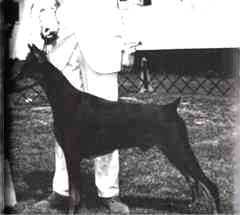 Dolph vom Tannenwald Dolph vom Tannenwald