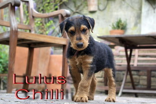 Lulu's Chilli Lulu's Chilli