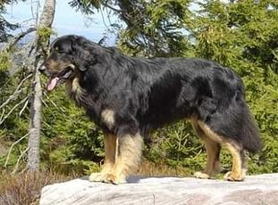 Gigur von Griessesch Gigur von Griessesch