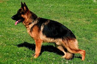 Ilka's Bandit Ilka's Bandit