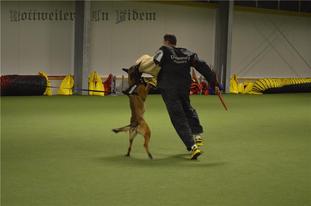 Bacardi vom Wolfsschlössl Bacardi vom Wolfsschlössl