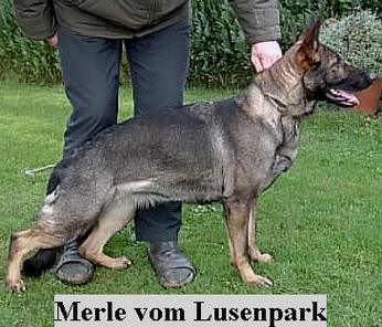 Merle vom Lusenpark Merle vom Lusenpark