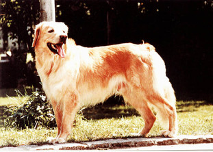 Indy vom Vorholz Indy vom Vorholz