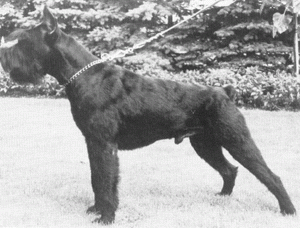 Ike von der Lederhecke Ike von der Lederhecke