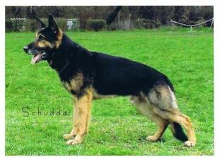 Ringo vom Schwartenzwinger Ringo vom Schwartenzwinger