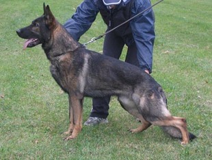 Yogy Policia Slovakia Yogy Policia Slovakia