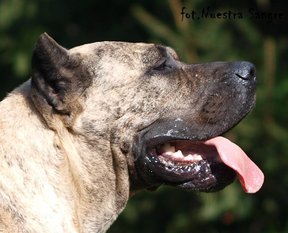 Tora Campeon Tora Campeon