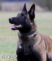 Brego von Bradenton Brego von Bradenton