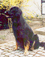 Dolly vom Glockenbrink Dolly vom Glockenbrink