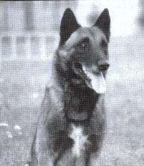 Toy des Loups Mutins Toy des Loups Mutins