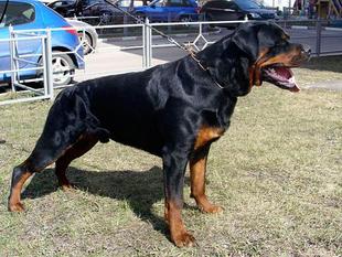 Rus Schwarzmeister Zhoshua Rus Schwarzmeister Zhoshua
