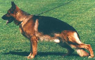 Alf vom Laubenheimer Ried Alf vom Laubenheimer Ried