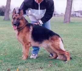 Nilo von der Wolfsmatte Nilo von der Wolfsmatte