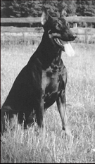 Brista von der Doberwache Brista von der Doberwache